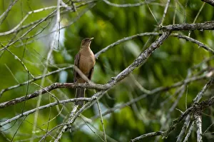 Central America Birds Prints: A clay-colored thrush or robin