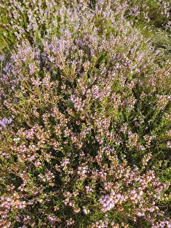 Europe Flora Prints: Close up of Heather