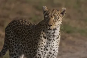African Leopard Images Prints: Close up portrait of an alert leopard