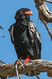 Bateleur Eagle Prints: Close up portrait of a bateleur eagle