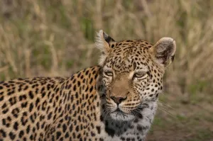 Panthera Pardus Images Prints: Close up portrait of a leopard