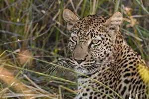 Leopard Portrait Prints: Close up portrait of a leopard