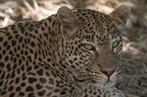 Leopard Portrait Prints: Close up portrait of a leopard