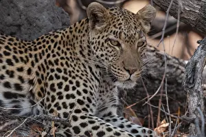 Leopard Portrait Prints: Close up portrait of a leopard