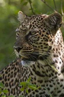 Kenya Safari Animals Prints: Close up portrait of a leopard