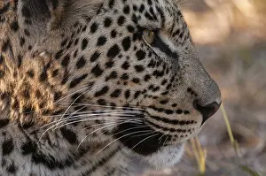 Leopard Portrait Prints: Close up portrait of a leopard