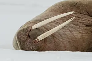 Atlantic Walrus Prints: Close view of an Atlantic walrus