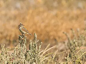 Cloud Cisticola Print - South African Bird Species