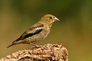 Dutch Bird Photography Prints: Coccothraustes coccothraustes