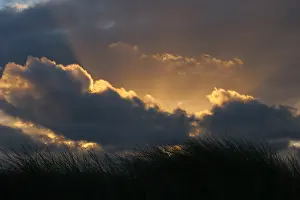 Netherlands Landscape Prints: Coepelduynen
