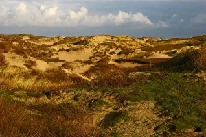 Dune Landscape Netherlands Prints: Coepelduynen