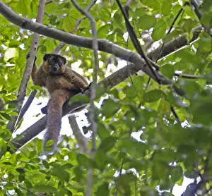 Tropical Forest Wildlife Prints: Collared brown lemur, Eulemur collaris
