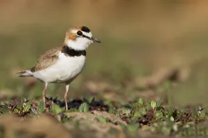 South American Birdlife Prints: Collared Plover, Anarhynchus collaris