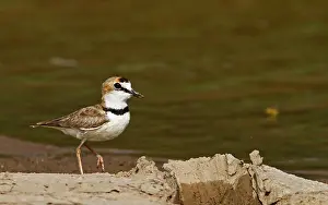 Wading Bird In Nature Prints: Collared Plover, Charadrius collaris