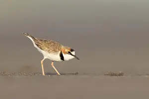Amazon River Wildlife Prints: Collared Plover, Charadrius collaris