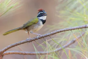 Tropical Bird Images Prints: Collared Towhee (Pipilo ocai)