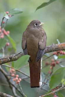 Collared Trogon Print - Female at La Isla Escondida, Colombia