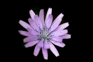 Alpine Nature Photography Prints: Common blue-sow-thistle, Cicerbita alpine