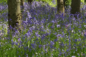 Common Bluebell Prints: Common bluebell