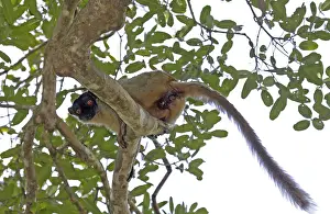 Common Brown Lemur Prints: Common brown lemur, Eulemur fulvus