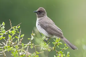 African Wildlife Animals Prints: Common Bulbul