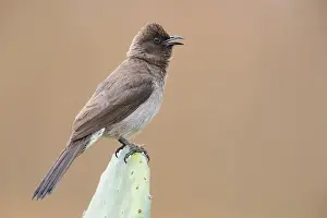 Passeriformes Species Prints: Common Bulbul