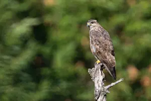 Buteo Buteo Species Prints: Common Buzzard