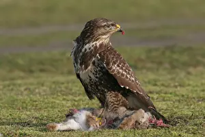 Buteo Buteo Images Prints: Common Buzzard, Buizerd, Buteo buteo