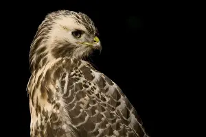 Close Up Bird Images Prints: Common Buzzard, Buizerd, Buteo buteo