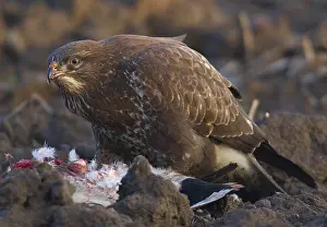 Buteo Buteo Species Prints: Common Buzzard, Buizerd, Buteo buteo