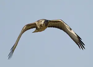European Raptor Birds Prints: Common Buzzard, Buizerd, Buteo buteo