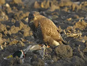 Bird Of Prey Photos Prints: Common Buzzard, Buizerd, Buteo buteo