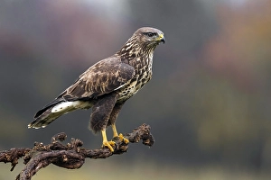 Framed Print : Common Buzzard Print, Italy Framed Print : Common Buzzard Print, Italy
