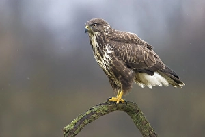 Wildlife Raptor Images Prints: Common Buzzard, Buteo buteo
