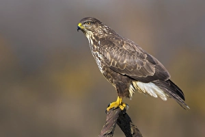 Wild Animal Photography Italy Prints: Common Buzzard, Buteo buteo