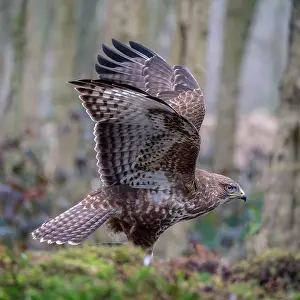 Netherlands Nature Photography Prints: Common Buzzard, Buteo buteo