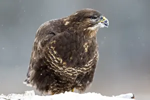 Birds Of Prey In Winter Prints: Common Buzzard, Buteo buteo
