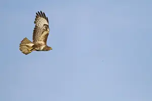 Common Buzzard Print in Flight Over Blue Sky