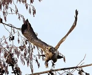 Buteo Buteo Images Prints: Common Buzzard, Buteo buteo