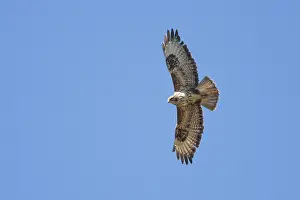 Wildlife Birds Of Prey Prints: Common Buzzard, Buteo buteo
