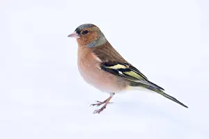 Snowy Bird Scene Prints: Common Chaffinch