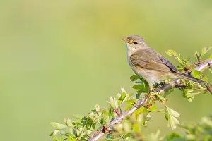 Wild Animal Nature Images Prints: Common Chiffchaff