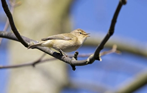 Leaf Warbler Species Prints: Common Chiffchaff (Phylloscopus collybita)