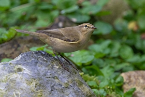 Autumn Bird Life Prints: Common Chiffchaff, Phylloscopus collybita