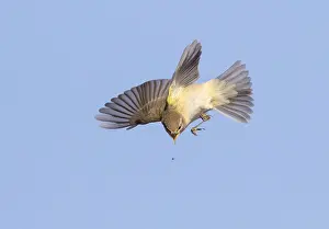 Coastal Wildlife Images Prints: Common Chiffchaff, Phylloscopus collybita