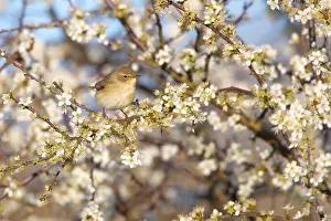 Common Chiffchaff Prints: Common Chiffchaff, Phylloscopus collybita