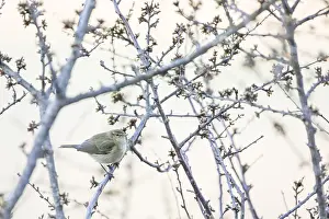 Outdoor Animal Pictures Prints: Common Chiffchaff, Phylloscopus collybita