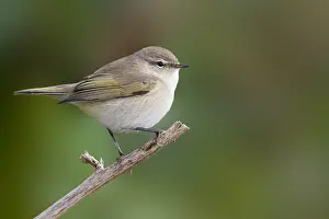 Common Chiffchaff Prints: Common Chiffchaff, Phylloscopus collybita