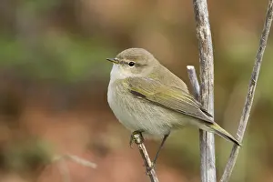 Common Chiffchaff Prints: Common Chiffchaff, Phylloscopus collybita