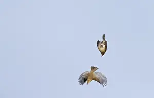 Common Chiffchaff Prints: Common Chiffchaff, Phylloscopus collybita